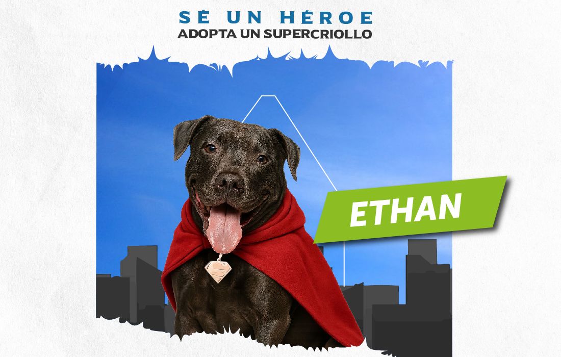 Adopta-un-supercriollo-o-un-supermichi!